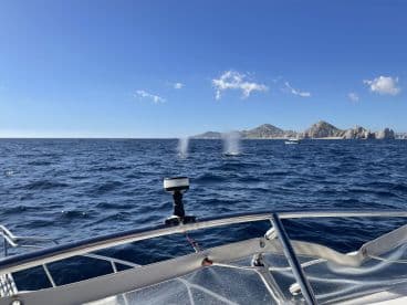 A breathtaking view of whales spouting in the ocean near Cabo San Lucas, showcasing the beauty of marine wildlife in their natural habitat.