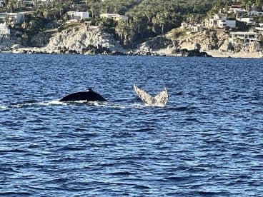 A stunning view of whales swimming in the ocean, showcasing their majestic tails as they dive. Perfect for wildlife enthusiasts and marine adventure seekers.