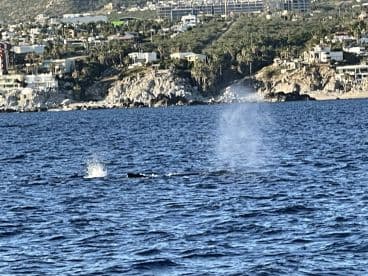 A breathtaking sight of whales spouting in the ocean, showcasing the beauty of marine life in its natural habitat.