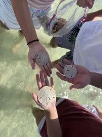 A group of children excitedly displays their finds of sand dollars while wading in shallow waters, showcasing a delightful beach experience.