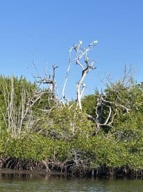 A view of mangrove trees with a clear blue sky, but the image lacks clarity and focus.