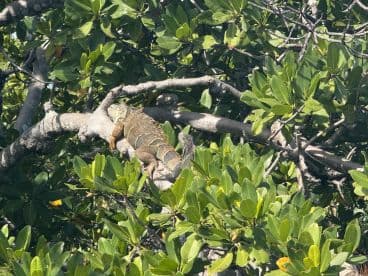 A close-up of an iguana resting on a branch among lush green foliage, showcasing the vibrant wildlife often found in tropical environments.