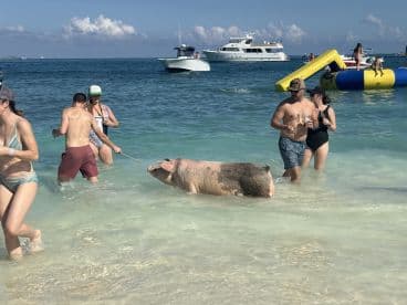 Guests interact with a swimming pig in shallow waters, creating a memorable wildlife experience in the Bahamas.