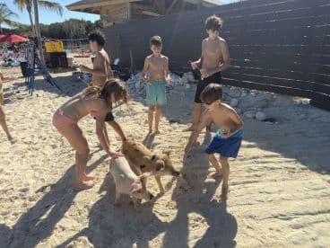 A group of children interacts with friendly pigs on the beach, creating a memorable wildlife experience in a tropical setting.
