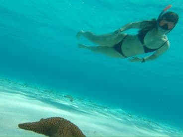 A snorkeler explores the vibrant underwater world, swimming near a starfish on a sandy ocean floor — a perfect snapshot of marine life adventures.
