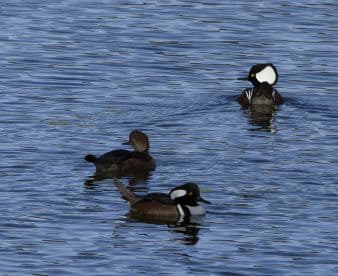 A serene scene featuring a trio of ducks swimming gracefully in calm waters, showcasing the beauty of wildlife in their natural habitat.