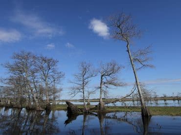 A serene landscape featuring trees reflected in calm waters under a clear blue sky, ideal for nature lovers and scenic boat tours.