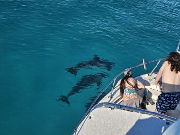 Guests on a boat observe dolphins swimming beneath the clear turquoise waters, capturing a magical wildlife encounter in the ocean.