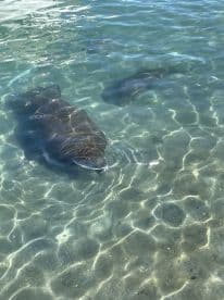 Two stingrays glide gracefully through the clear waters, showcasing the beauty of marine wildlife in their natural habitat.