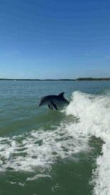 A playful dolphin leaps from the water, showcasing its agility and grace in a beautiful aquatic setting.