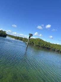 An unclear view of a mangrove area with a pole and nest, lacking identifiable features or subjects.