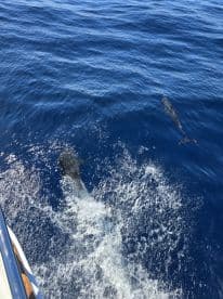 Two dolphins swim alongside a boat in the deep blue ocean, showcasing the beauty of marine wildlife encounters.