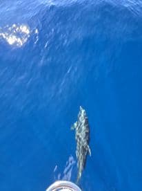 A dolphin swims gracefully in the clear blue waters, showcasing the beauty of marine wildlife — a captivating sight for nature lovers and boaters alike.