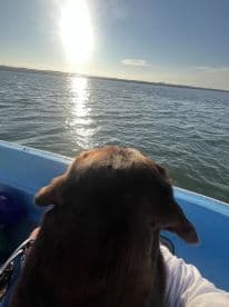 A dog enjoys a scenic boat ride as the sun sets over the water, capturing the essence of a perfect day on the water.