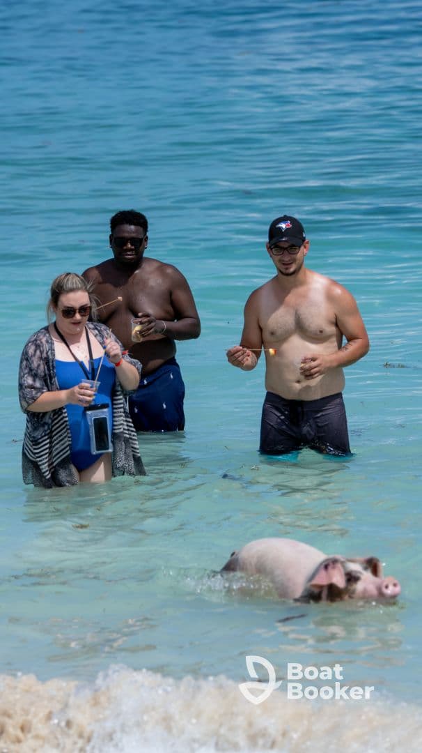 Guests interact with a swimming pig in shallow waters, creating a memorable wildlife experience in the Bahamas.