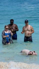 Guests interact with a swimming pig in shallow waters, creating a memorable wildlife experience in the Bahamas.