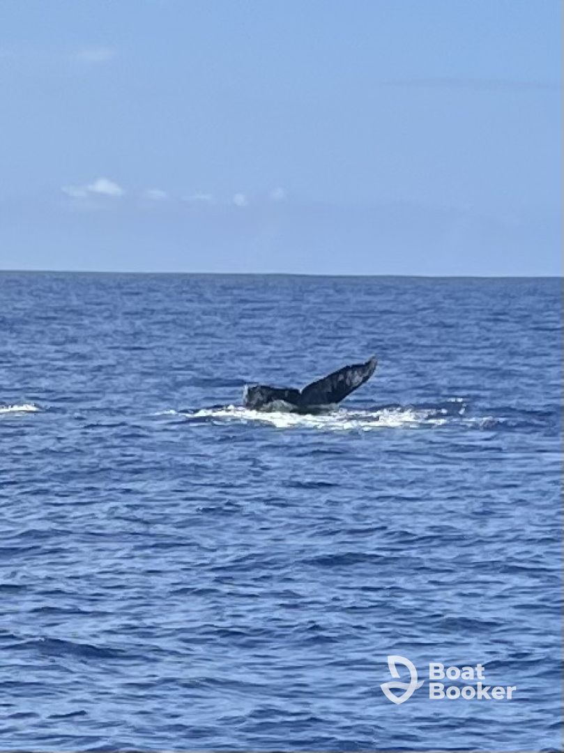 Whales, whales, whales!