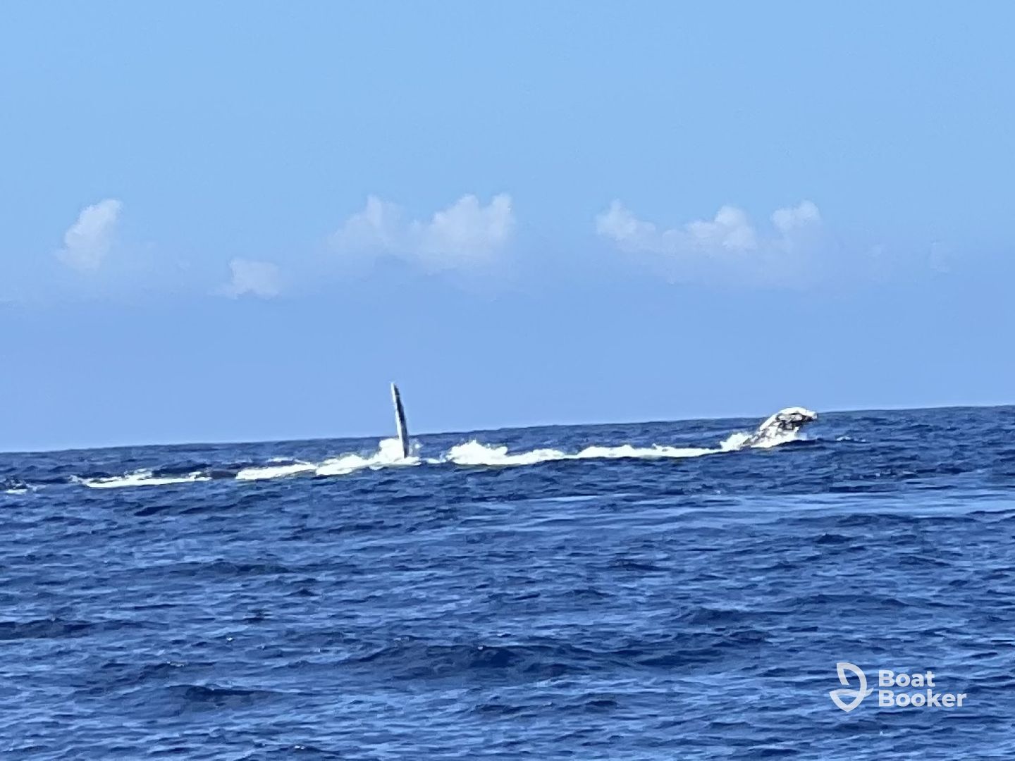 Whales, whales, whales!