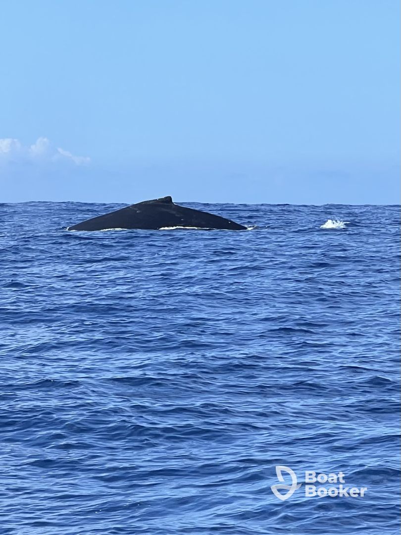 Whales, whales, whales!