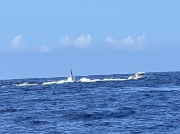 A stunning view of a whale breaching the surface of the ocean, showcasing the beauty of marine wildlife in its natural habitat.