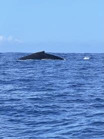 A majestic whale surfaces in the open ocean, showcasing the beauty of marine wildlife — a captivating moment for nature enthusiasts.