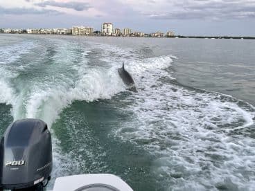 A dolphin gracefully swims alongside a boat, showcasing the beauty of marine wildlife in a coastal setting.