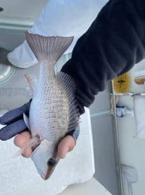 A close-up of a freshly caught fish held by an angler on a boat, showcasing the thrill of fishing adventures.
