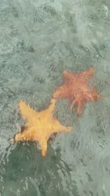 Two vibrant starfish are seen swimming in clear waters, showcasing the beauty of marine wildlife in their natural habitat.