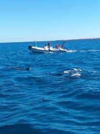 A group of people on a boat observe dolphins swimming nearby, showcasing a thrilling wildlife encounter in the open sea.