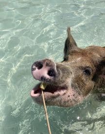 A close-up of a pig swimming in clear waters, happily munching on a snack — a delightful wildlife encounter in the Bahamas.