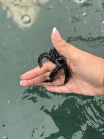 A close-up of a person holding an octopus in shallow water, showcasing a unique wildlife encounter during a boating adventure.