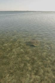 A serene underwater view showcasing a stingray gliding through clear waters, perfect for wildlife enthusiasts and marine life lovers.