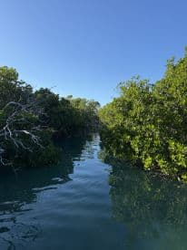A serene view of a mangrove waterway under a clear blue sky, perfect for eco-tours and exploring nature's beauty.