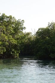 A serene view of a mangrove waterway, showcasing the lush greenery and tranquil waters — perfect for eco-tours and nature exploration.