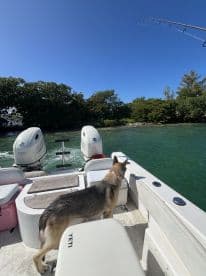 A dog enjoys the view from the deck of a boat, surrounded by lush greenery and clear waters — a perfect day for fishing and outdoor adventures.