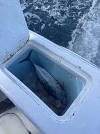 A cooler filled with ice and a freshly caught fish, showcasing the excitement of a successful fishing trip on the water.
