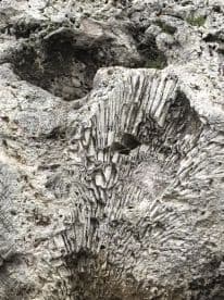 An abstract close-up of a textured surface, possibly rock or coral, with no identifiable features or context.