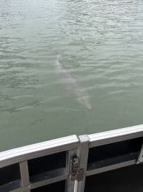 A shark swims near the surface of the water, showcasing the beauty of marine wildlife in its natural habitat.