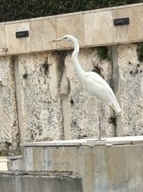 A majestic egret stands gracefully, showcasing its elegant features against a textured backdrop — a beautiful example of local wildlife.