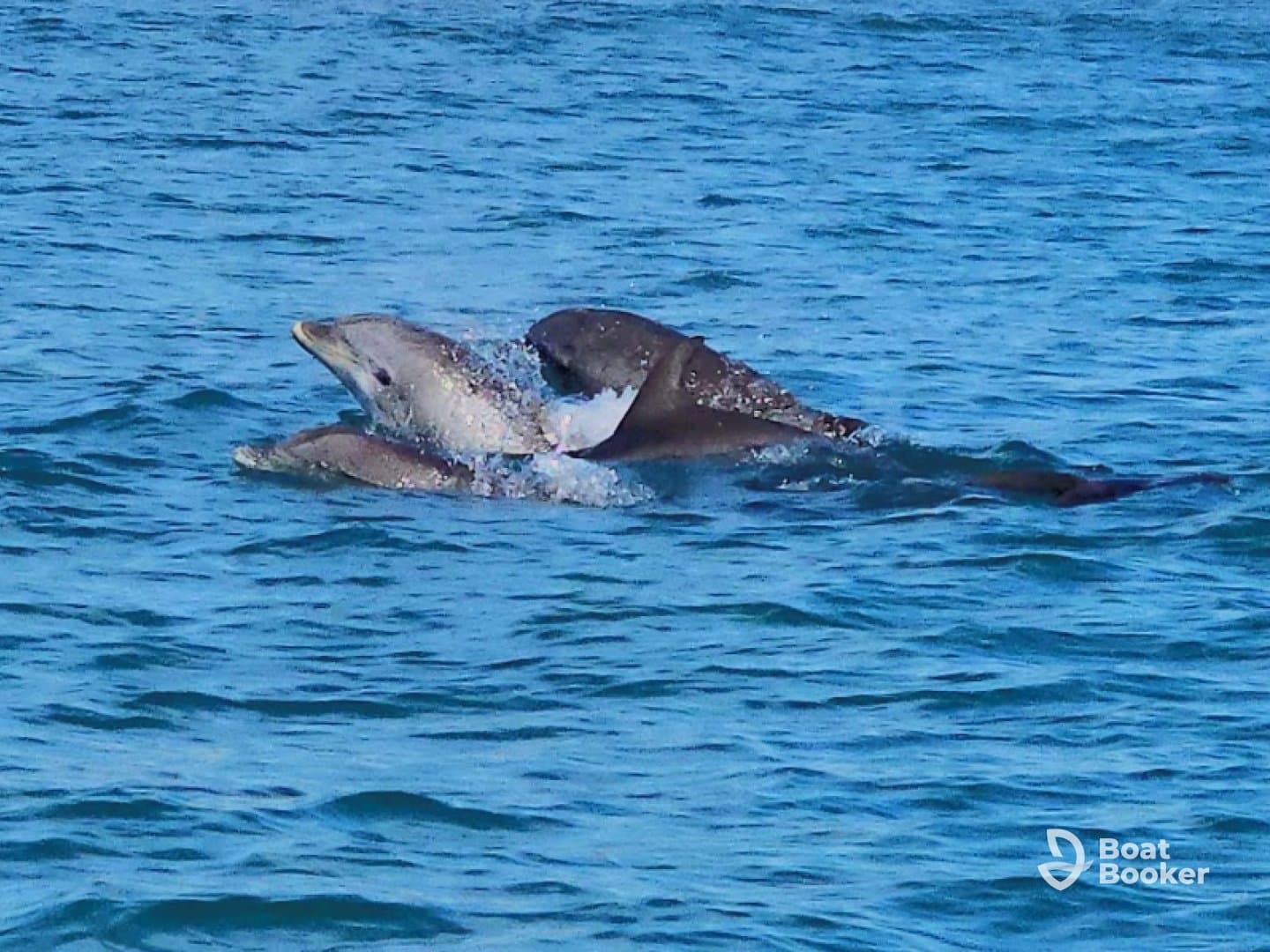 So many dolphins!
