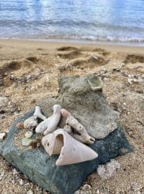 A collection of seashells and coral pieces on a sandy beach, with the ocean in the background. This serene coastal scene captures the beauty of nature's treasures.