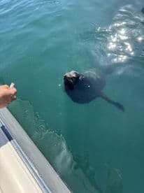 A playful seal approaches a boat, eagerly waiting for food — a delightful wildlife encounter on the water.