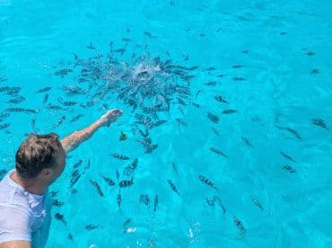 A person interacts with a school of fish in crystal-clear waters, showcasing a vibrant underwater experience perfect for snorkeling enthusiasts.
