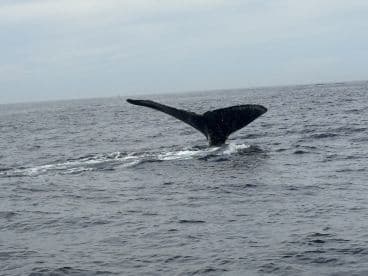 A majestic whale tail emerges from the ocean, showcasing the beauty of marine wildlife — a breathtaking moment for any nature enthusiast.