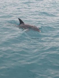 A dolphin gracefully swims through the clear turquoise waters, showcasing the beauty of marine wildlife encounters.