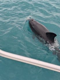 A dolphin gracefully swims through the clear turquoise waters, showcasing the beauty of marine wildlife encounters.