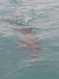 A dolphin gracefully swims through the clear turquoise waters, showcasing the beauty of marine wildlife encounters.