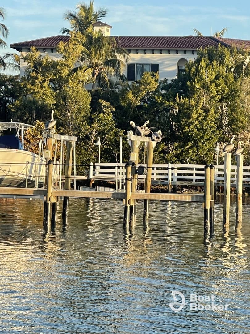 A serene scene featuring pelicans perched on a dock, surrounded by lush greenery and calm waters — a glimpse of local wildlife in a coastal setting.