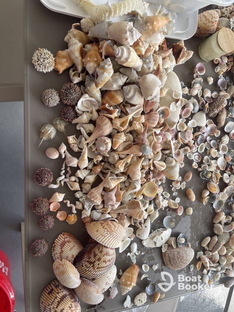A vibrant collection of seashells displayed on a table, perfect for beachcombing enthusiasts and crafting projects.