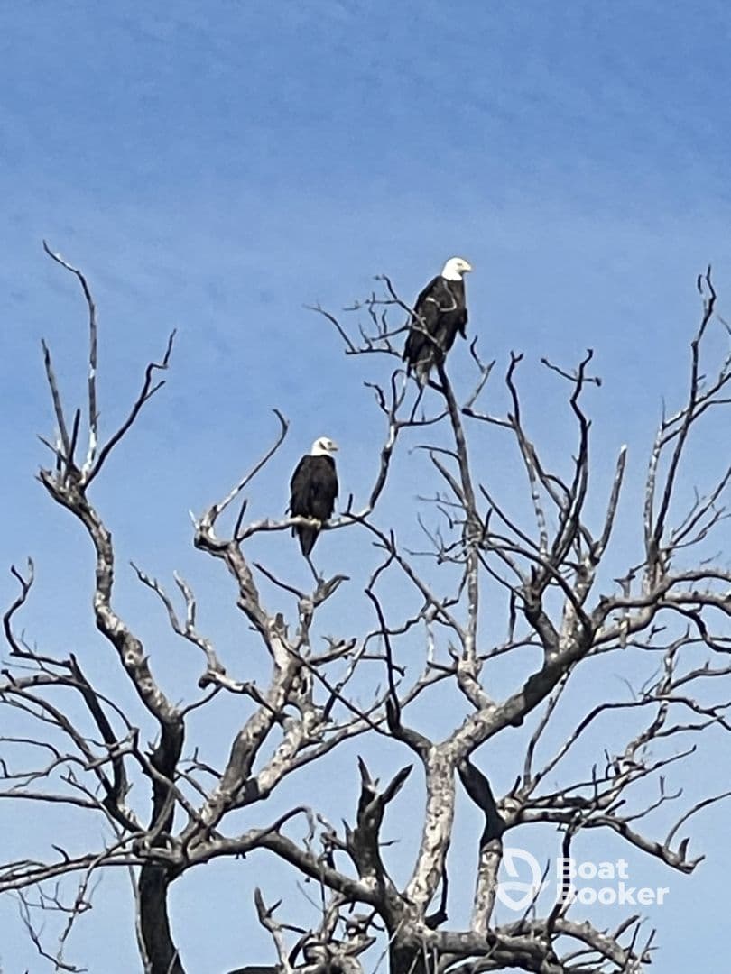 Two majestic eagles perch on a bare tree against a clear blue sky, showcasing the beauty of wildlife in its natural habitat.